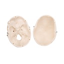 Mini Anatomie Modell Menschlicher Schädel, 3-teilig Mini Anatomie Modell Menschlicher Schädel, 3-teilig