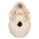 Mikrocephaler Schädel Mikrocephaler Schädel