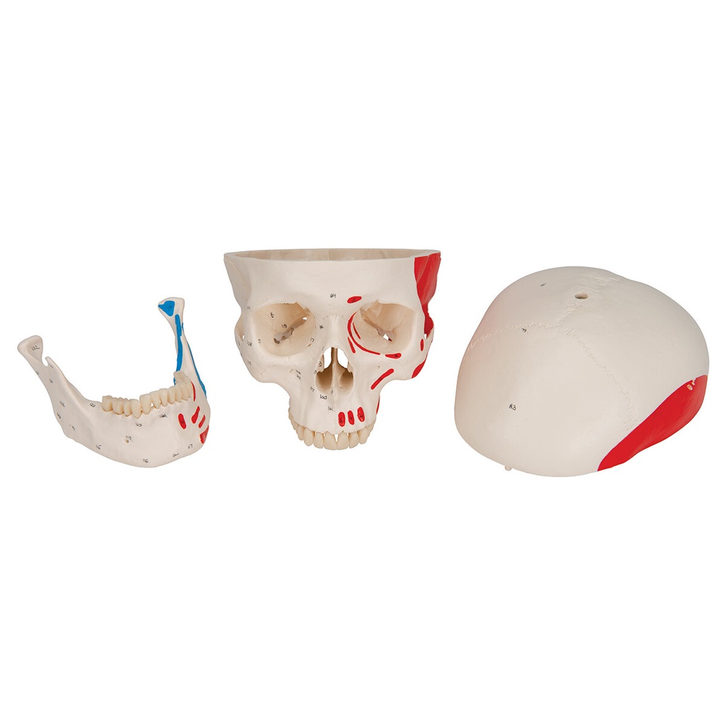 Menschliches Schädel Modell Klassik mit Muskelbemalung und Nummerierung, 3-teilig Menschliches Schädel Modell Klassik mit Muskelbemalung und Nummerierung, 3-teilig