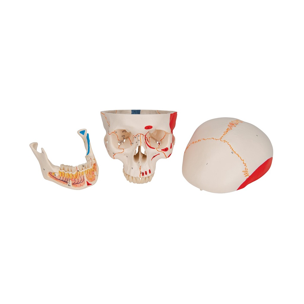 Menschliches Schädel Modell Klassik mit eröffnetem Unterkiefer, bemalt, 3-teilig Menschliches Schädel Modell Klassik mit eröffnetem Unterkiefer, bemalt, 3-teilig
