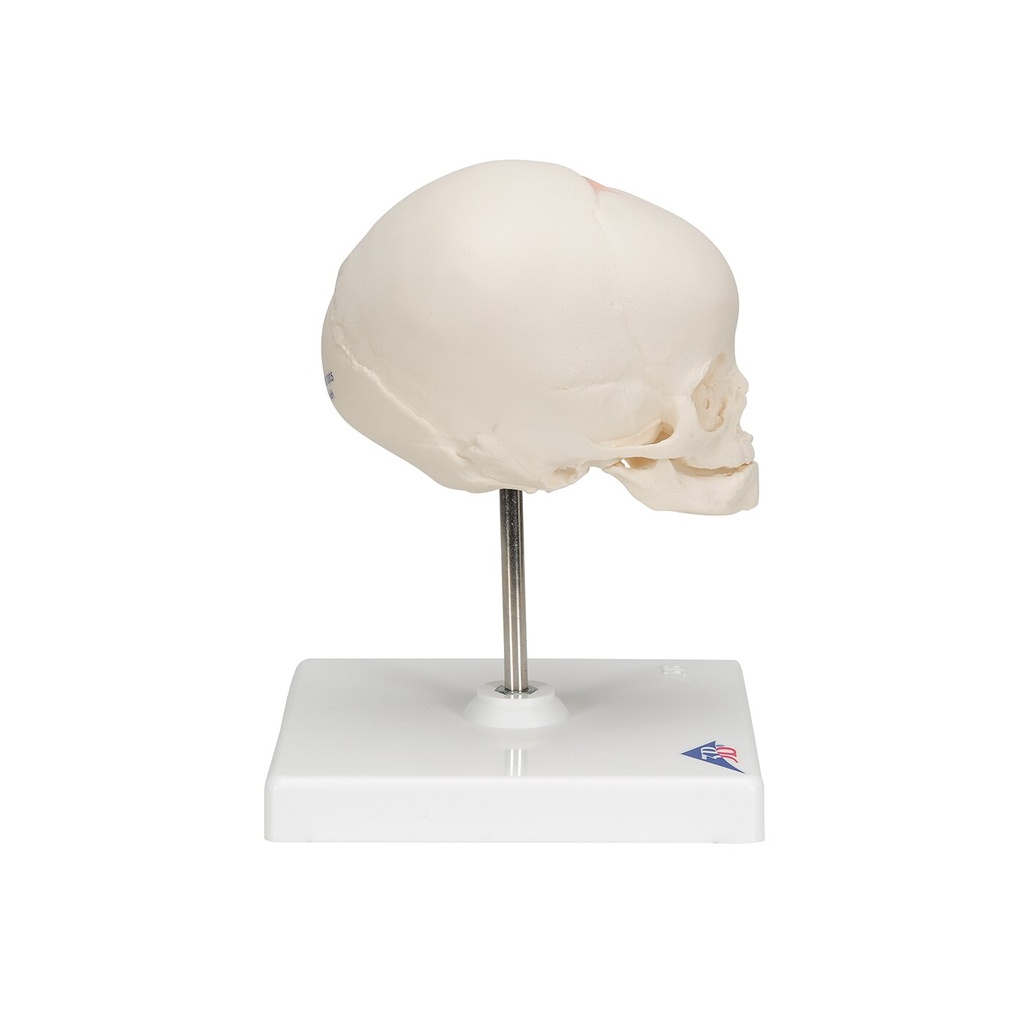 Fetus Schädel Modell, auf Stativ