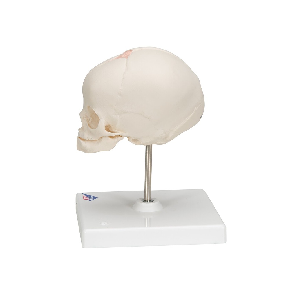 Fetus Schädel Modell, auf Stativ