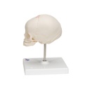 Fetus Schädel Modell, auf Stativ
