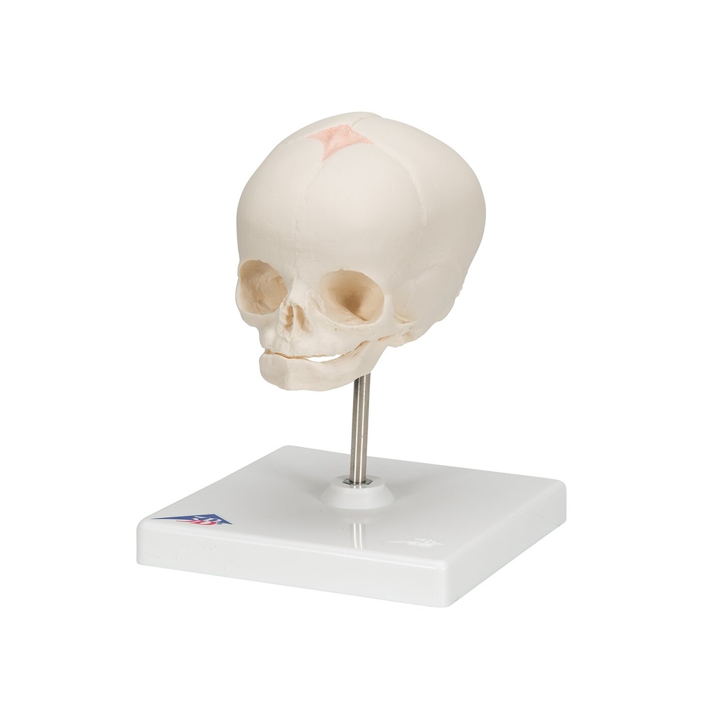 Fetus Schädel Modell, auf Stativ