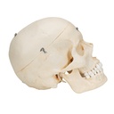 BONElike™ Schädel Modell mit median-sagittalen Schnitten, 6-teilig BONElike™ Schädel Modell mit median-sagittalen Schnitten, 6-teilig