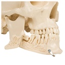 Anatomisches Modell Schädel, 4-tlg. Anatomisches Modell Schädel, 4-tlg.
