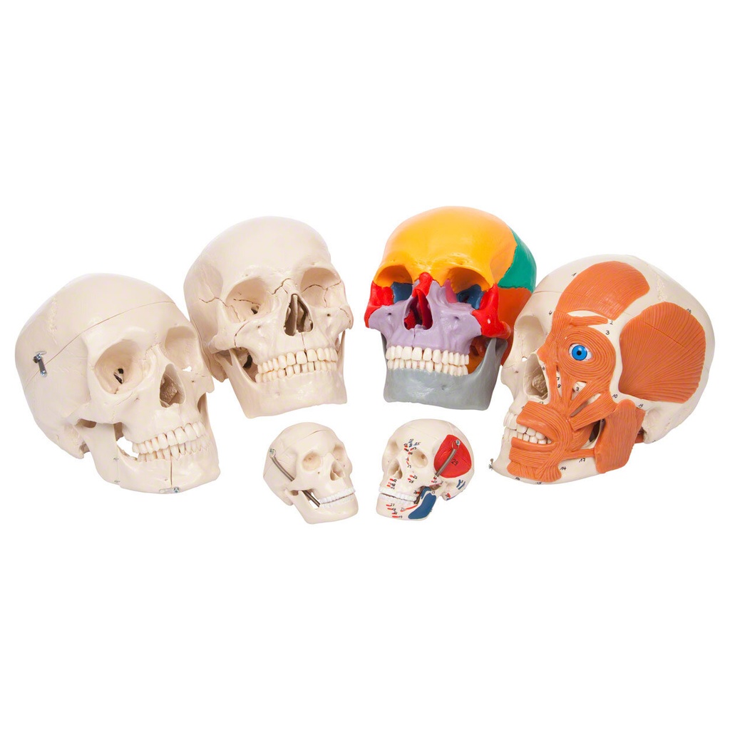 Anatomisches Modell Schädel, 4-tlg. Anatomisches Modell Schädel, 4-tlg.