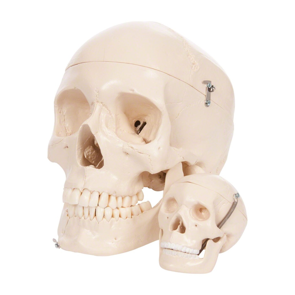 Anatomisches Modell Mini-Schädel, 3-tlg. Anatomisches Modell Mini-Schädel, 3-tlg.