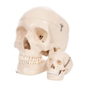 Anatomisches Modell Mini-Schädel, 3-tlg. Anatomisches Modell Mini-Schädel, 3-tlg.
