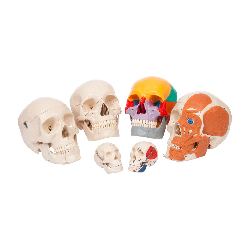 Anatomisches Modell Mini-Schädel, 3-tlg. Anatomisches Modell Mini-Schädel, 3-tlg.