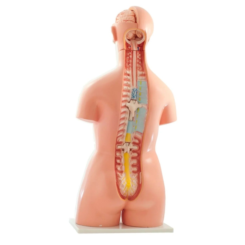 HEINE Modell Zweigeschlechtlicher menschlicher Torso 40 teilig HEINE Modell Zweigeschlechtlicher menschlicher Torso 40 teilig