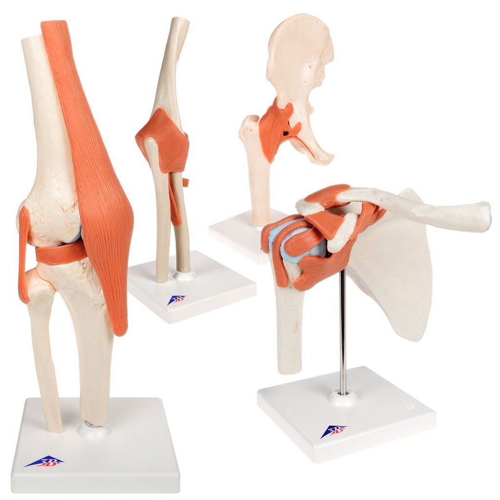 Luxus Anatomie Set Gelenke