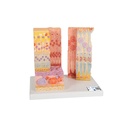 Microanatomy Modell Auge
