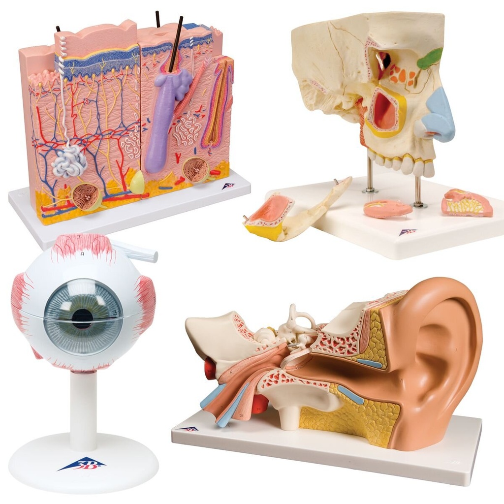 Anatomie Set Sinnesorgane
