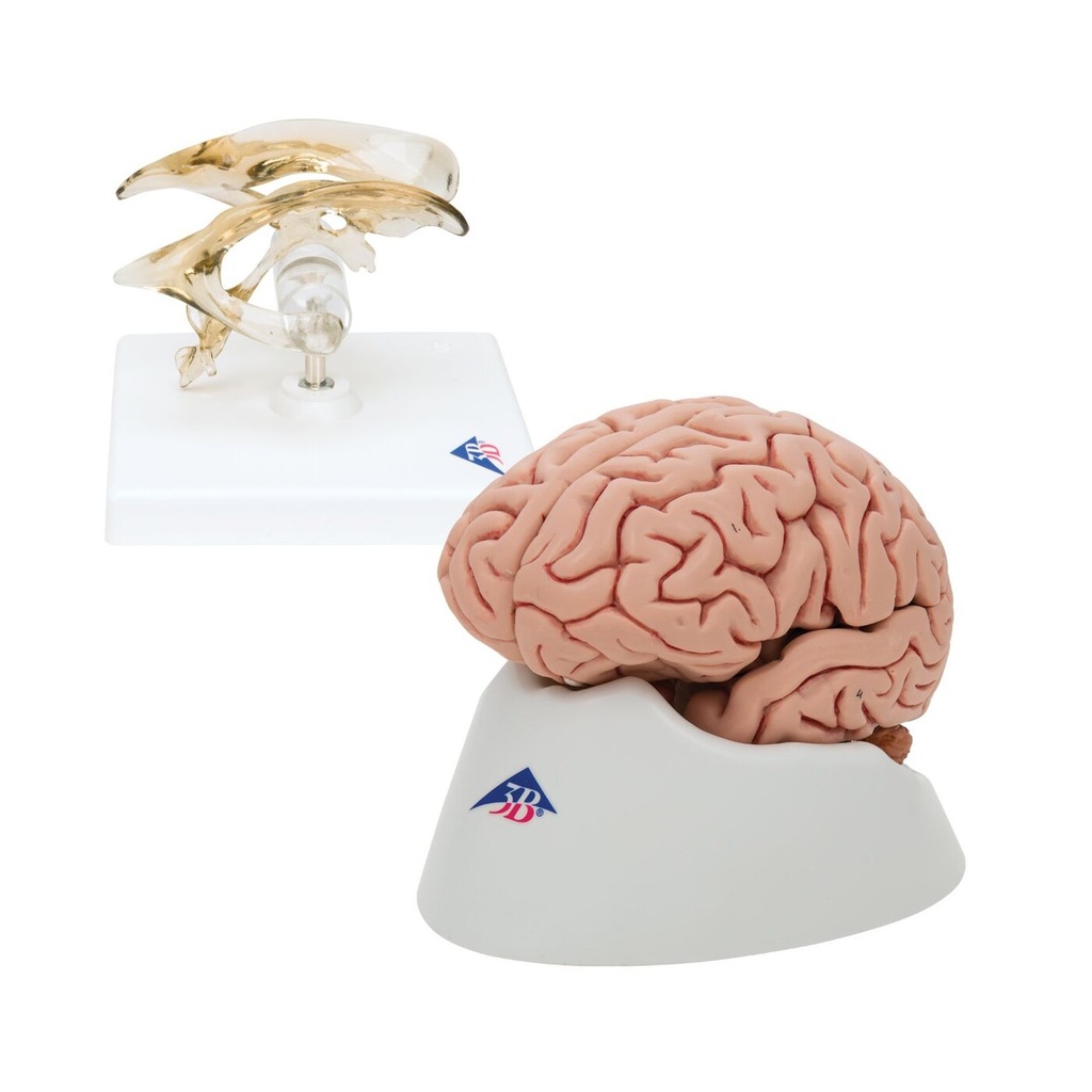 Anatomie Set Gehirnmodelle