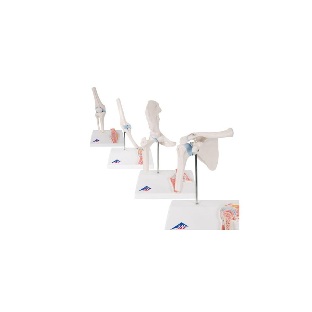Anatomie Set Mini Gelenke