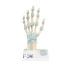Modell des Handskeletts mit Bändern & Karpaltunnel