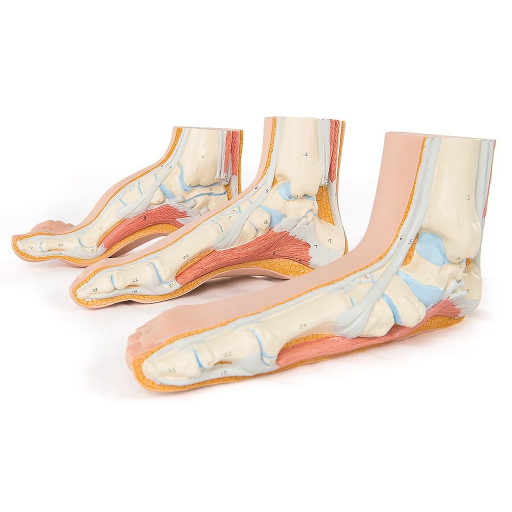 Anatomie Set Fuss Modelle