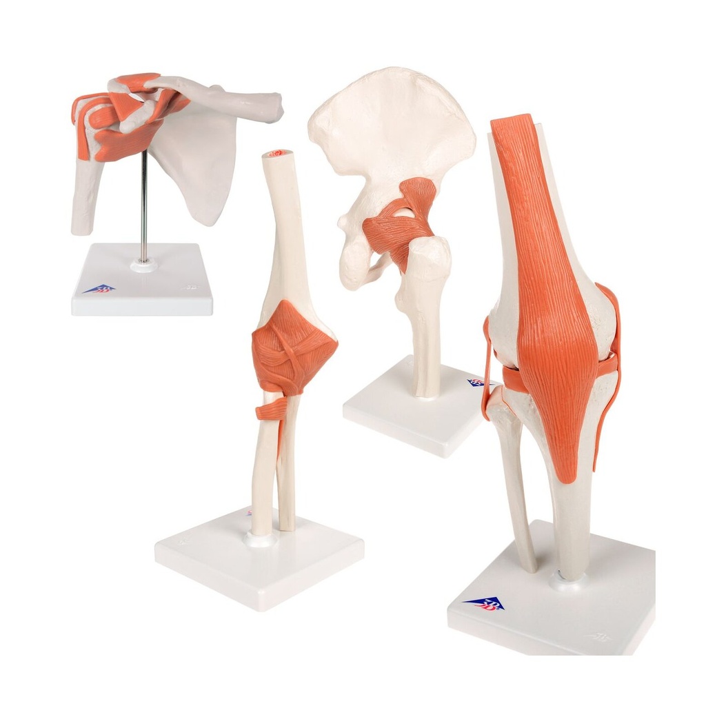 Anatomie Set Gelenke