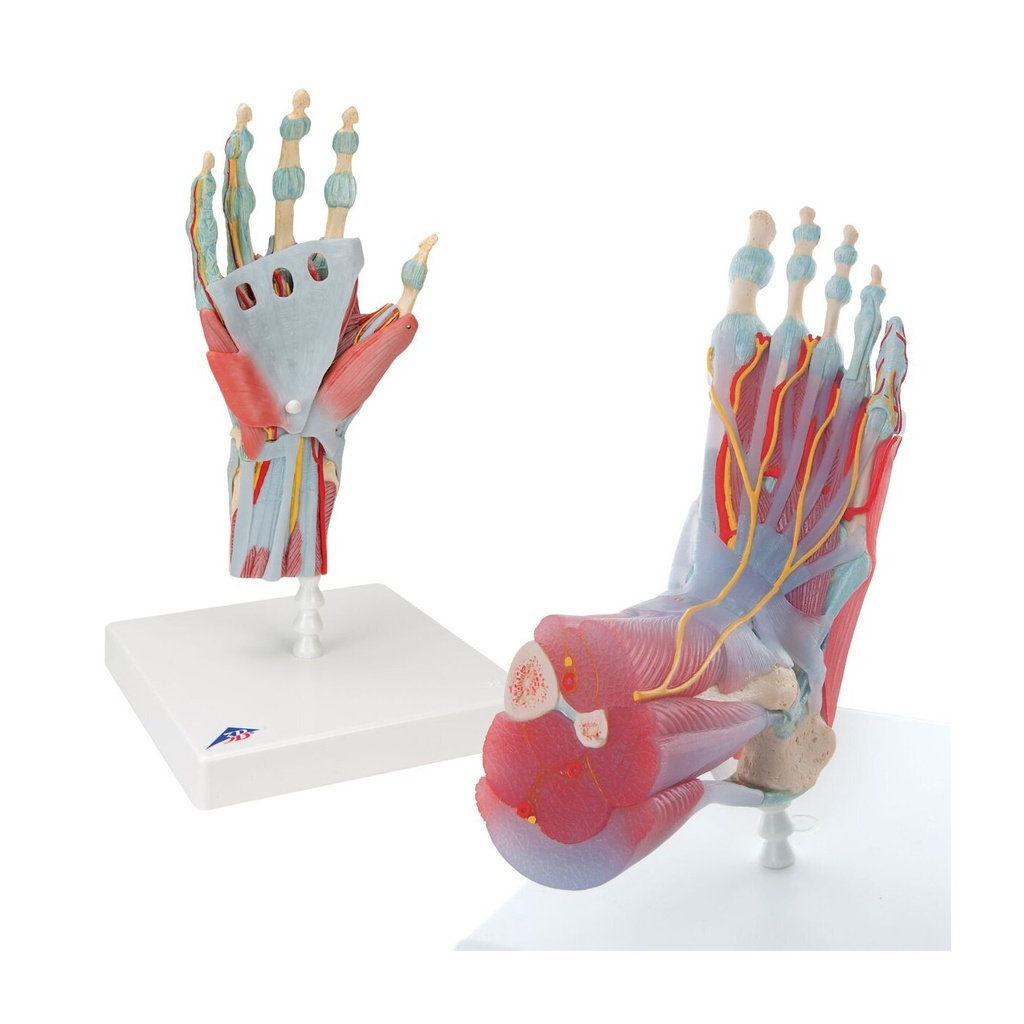 Anatomie Set Hand & Fuss