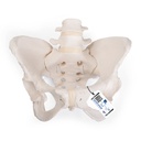 Flexibles Beckenknochen Modell Bungee, weiblich