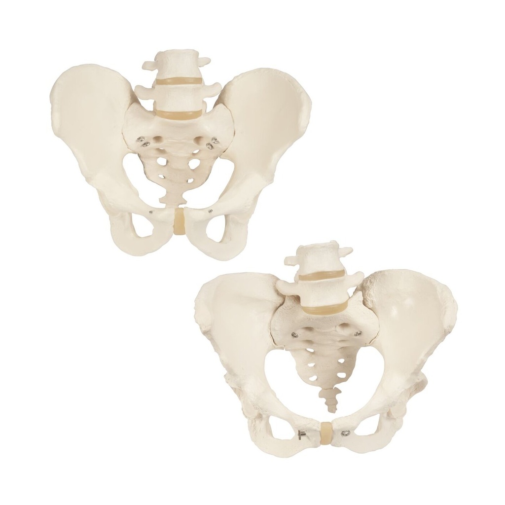 Anatomie Set Beckenknochen