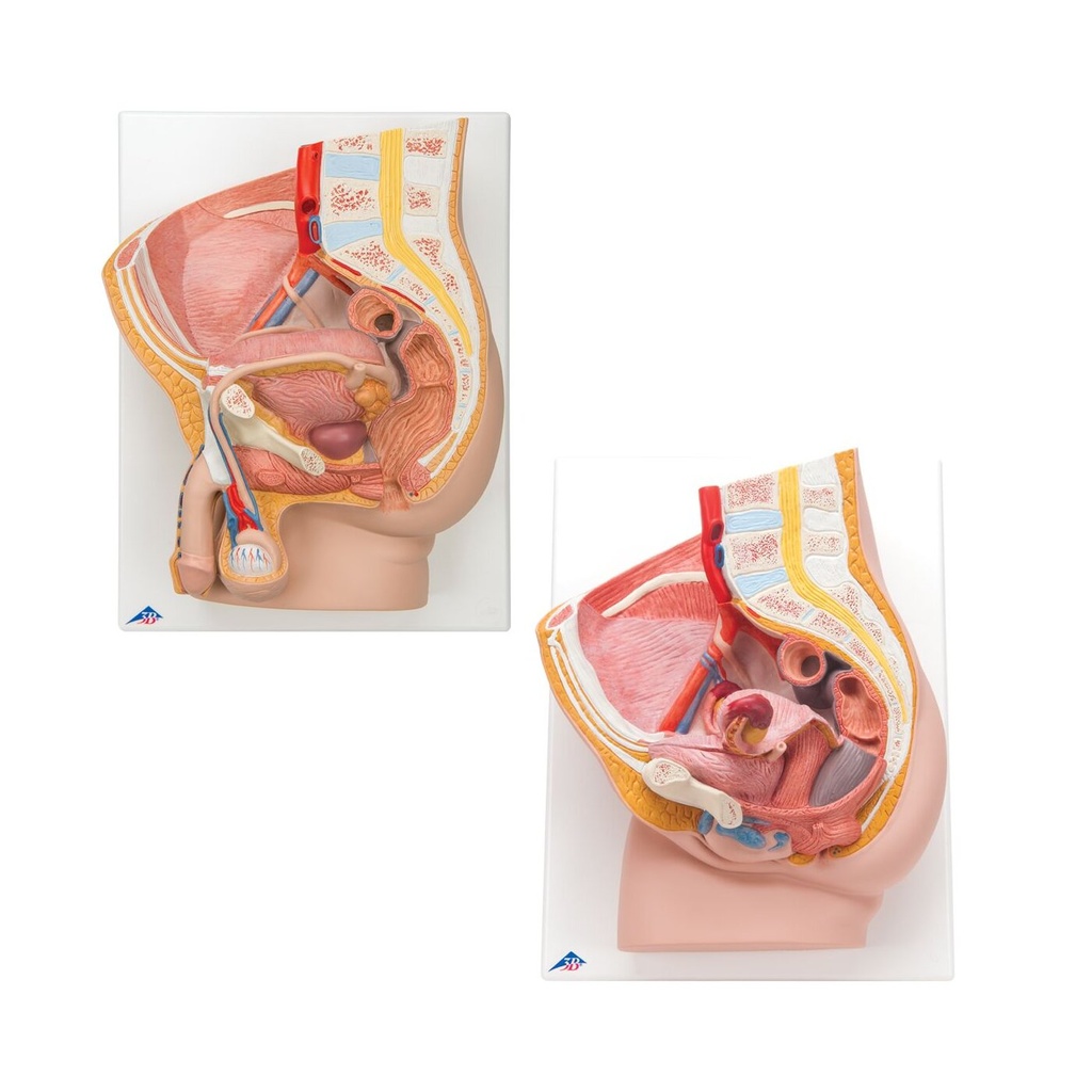 Anatomie Set Becken