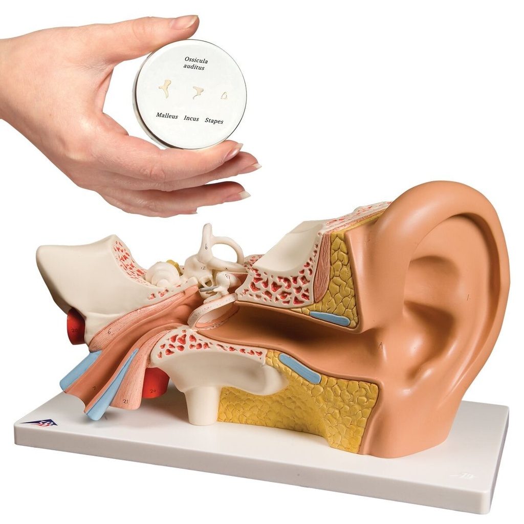 Anatomie Set Ohr