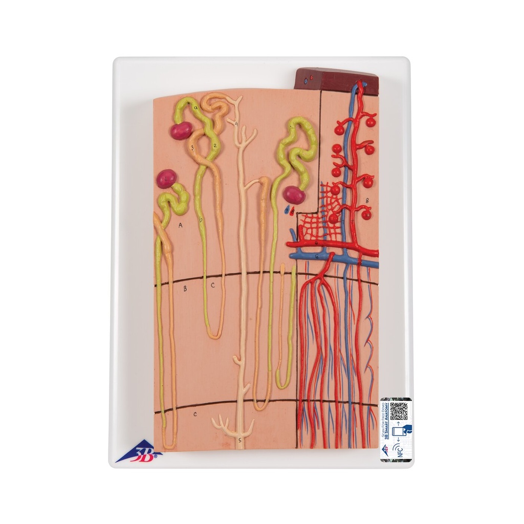 Nephron Modell mit Blutgefässen, 120-fache Grösse