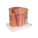 Microanatomy Modell Niere
