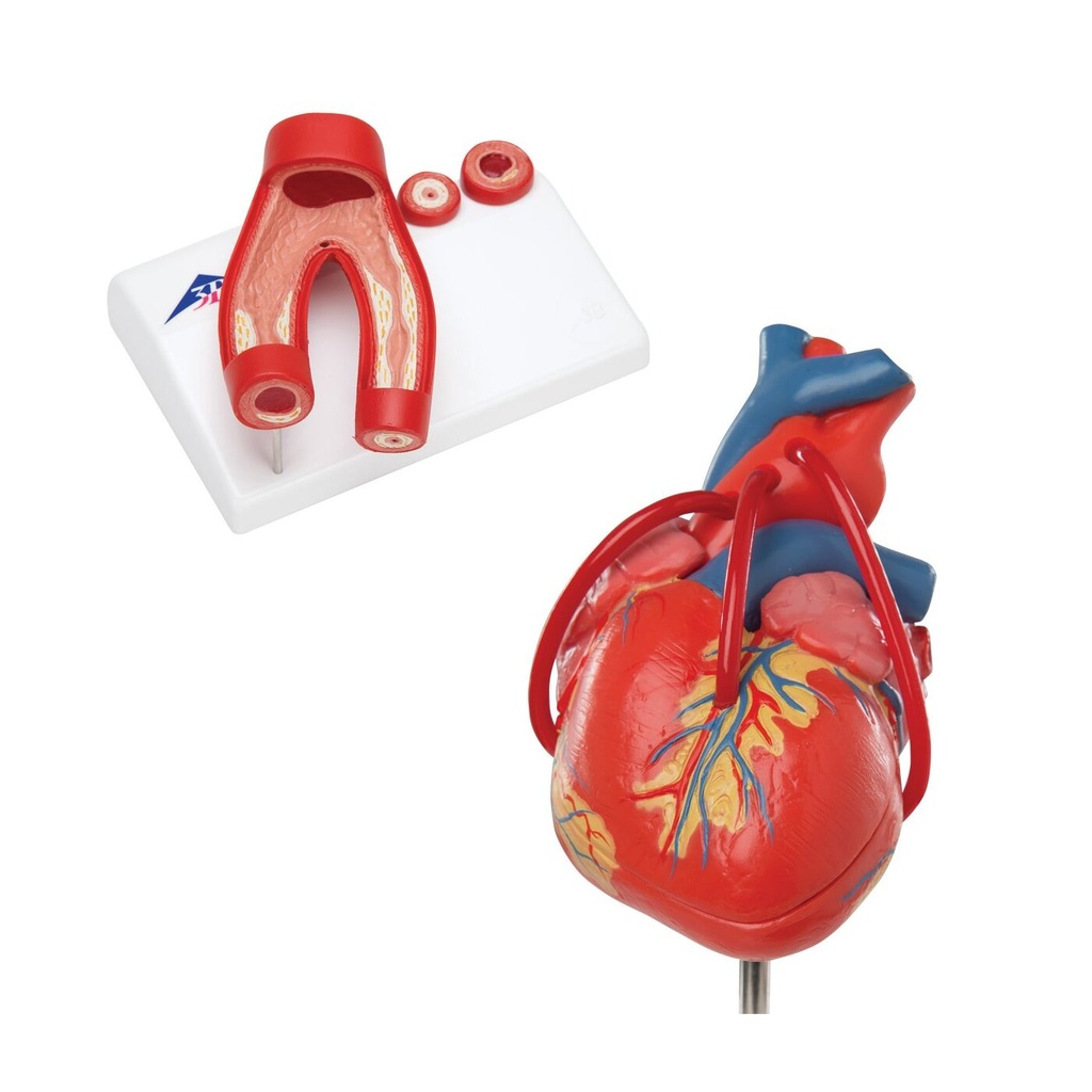 Anatomie Set Herz