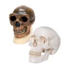 Kopfmodelle Anthropology Comparison