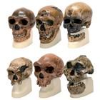 Kopfmodelle Anthropology Set