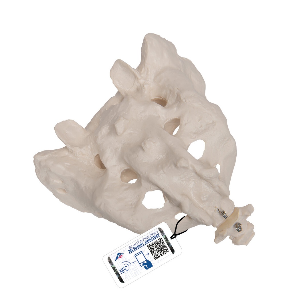 Kreuzbein Modell mit Steissbein