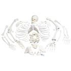 Unmontiertes komplettes Skelett Modell, Knochen von Hand & Fuss auf Draht & Nylon, lebensgross