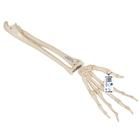 Handskelett Modell mit Unterarm, elastisch montiert