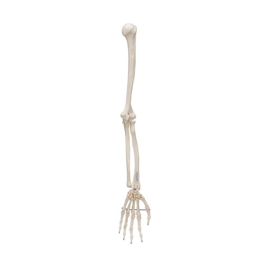 Armskelett Modell mit flexiblem Ellbogengelenk