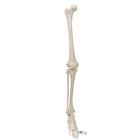 Beinskelett Modell mit Fuss