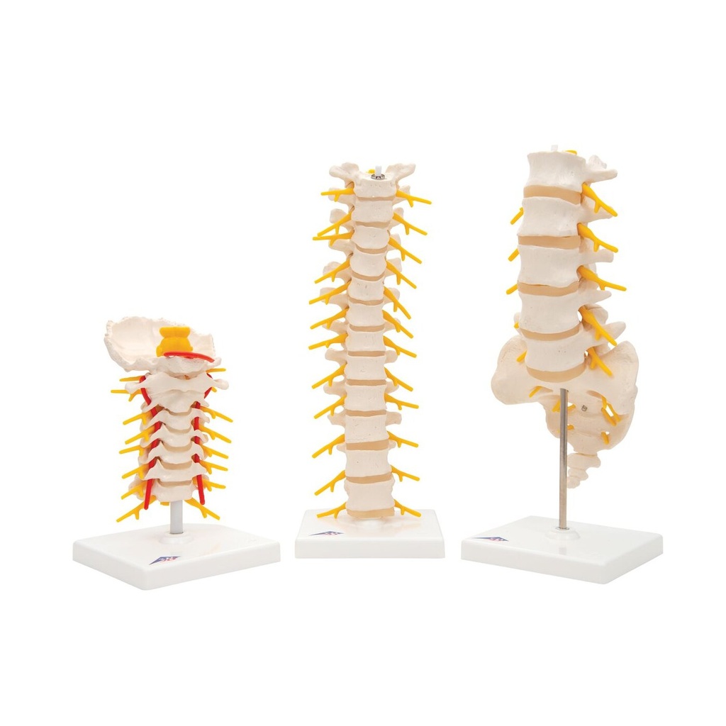 Anatomie Set Wirbel