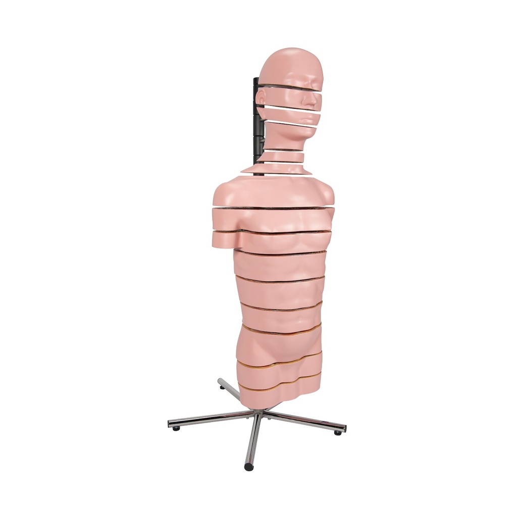 Torso Modell mit 15 Schnittebenen