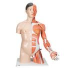 Asiatisches Luxus Torso Modell, mit weiblichen & männlichen Geschlechtsorganen und mit Muskelarm, 33-teilig