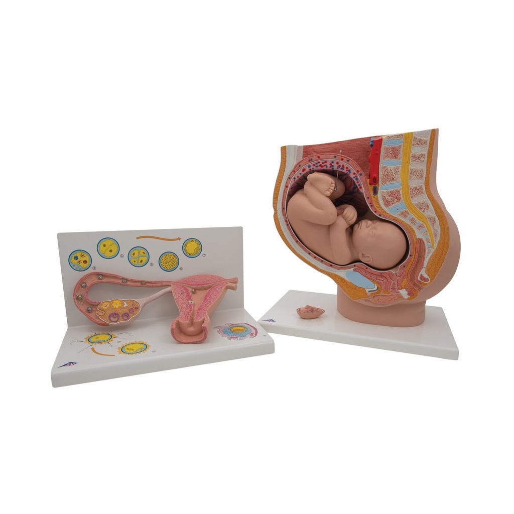 Modell Anatomie Set Schwangerschaft
