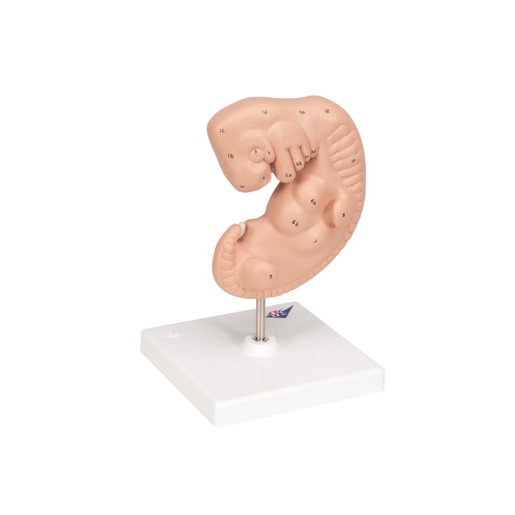 Embryo Modell, 25-fache Grösse