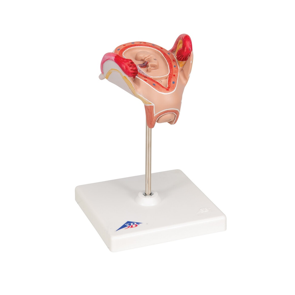 Embryo Modell, 2. Monat