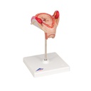 Embryo Modell, 2. Monat