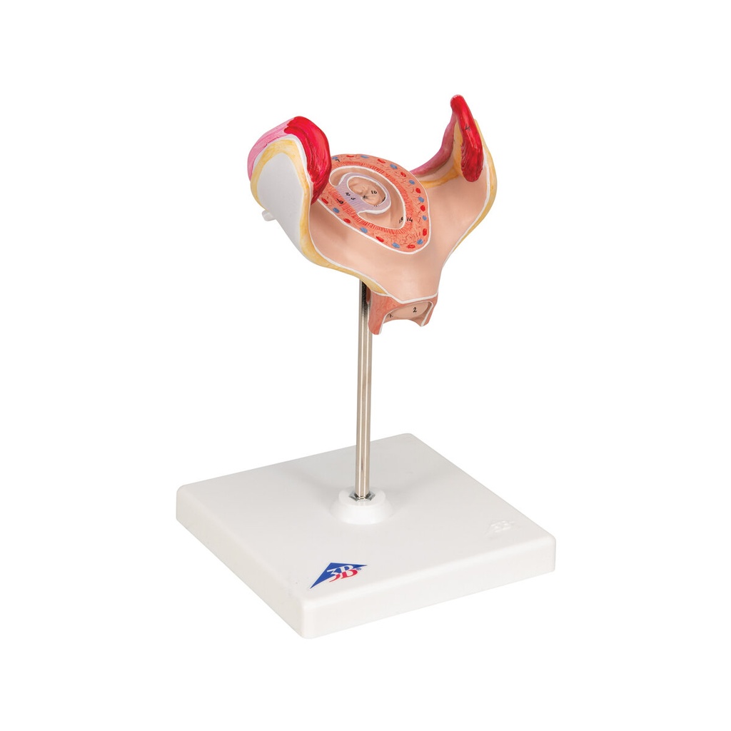Embryo Modell, 1. Monat