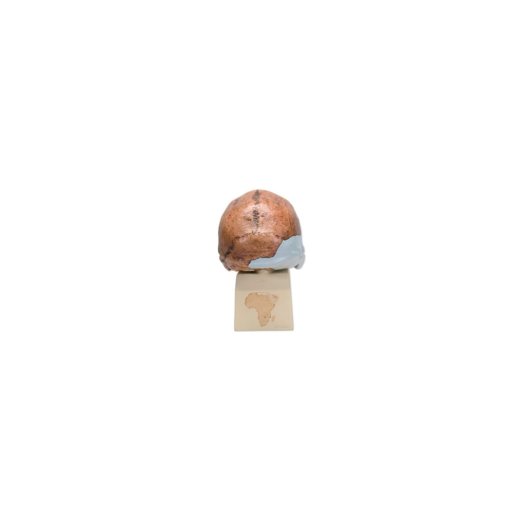 Schädelreplikat Homo rhodesiensis (Broken HillŸ Woodward, 1921)