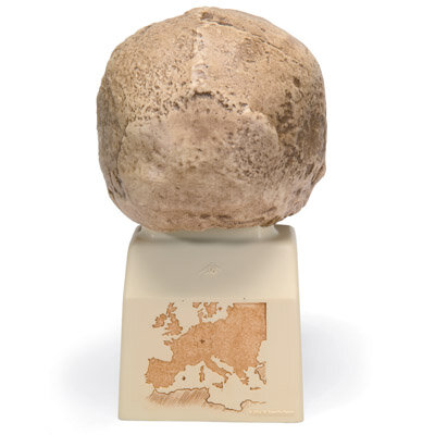 Modell Schädelreplikat Homo steinheimnensis (Berkhemer, 1936)