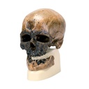 Modell Schädelreplikat Homo sapiens (Crô-Magnon)