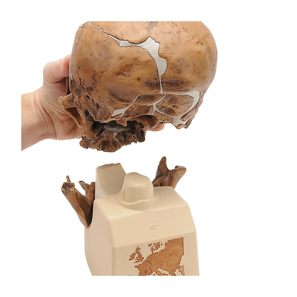 Modell Schädelreplikat Homo neanderthalensis (La Chapelle-aux-Saints 1)